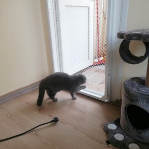 balkon kapısı - kedi filesi